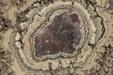 Polished, Cretaceous, Oncolite Stromatolite Fossil - Mexico #228872-1